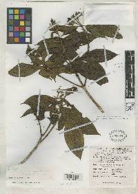 Image of Conostegia apiculata