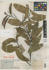 Aiouea guianensis image