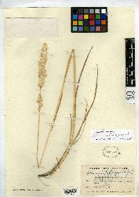 Image of Calamagrostis brevipaleata