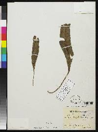 Image of Elaphoglossum actinolepis