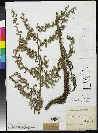 Cyathea brachypoda image