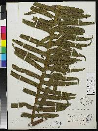 Image of Pteris andreana