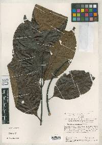 Banisteriopsis schunkei image