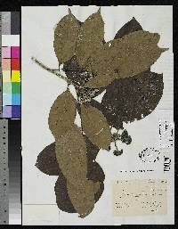 Dendropanax palustris image