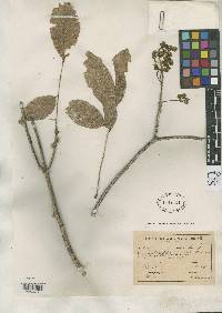 Image of Luetzelburgia auriculata
