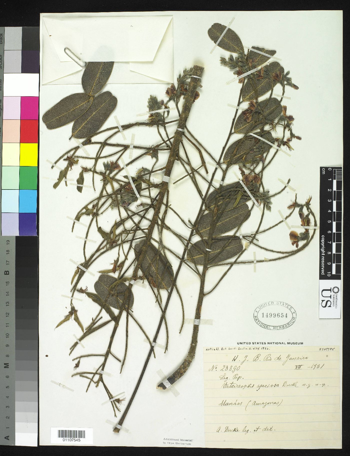 Vataireopsis speciosa image