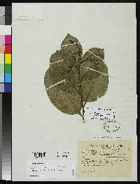 Image of Allantoma integrifolia
