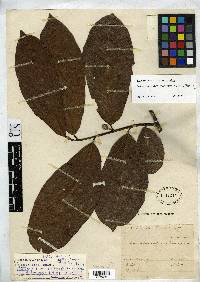 Batocarpus amazonicus image