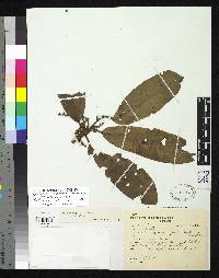 Iryanthera grandis image