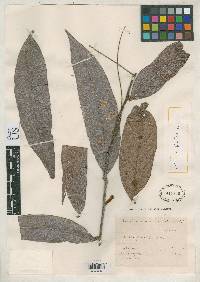 Image of Hirtella lancifolia