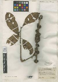 Image of Pradosia atroviolacea