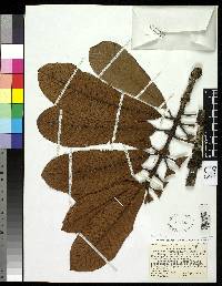 Image of Pradosia verticillata