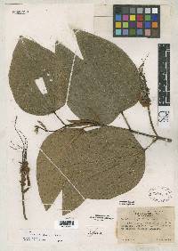 Bauhinia tarapotensis image