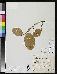 Brosimum utile subsp. ovatifolium image