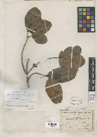Pradosia schomburgkiana subsp. schomburgkiana image