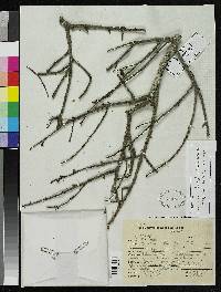 Image of Couratari oblongifolia