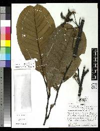 Guatteriopsis ramiflora image