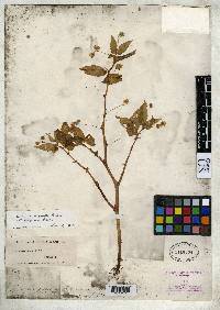 Begonia semiovata image
