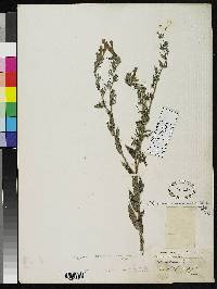 Lithospermum cinerascens image