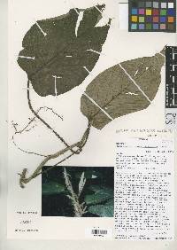 Image of Philodendron squamipetiolatum