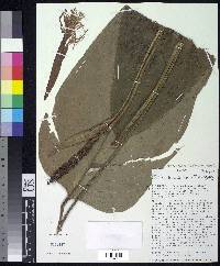 Image of Anthurium balslevii