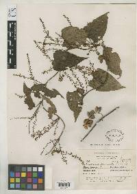 Dioscorea coriacea image