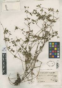 Image of Geranium chilloense