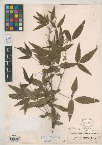 Periandra parviflora image