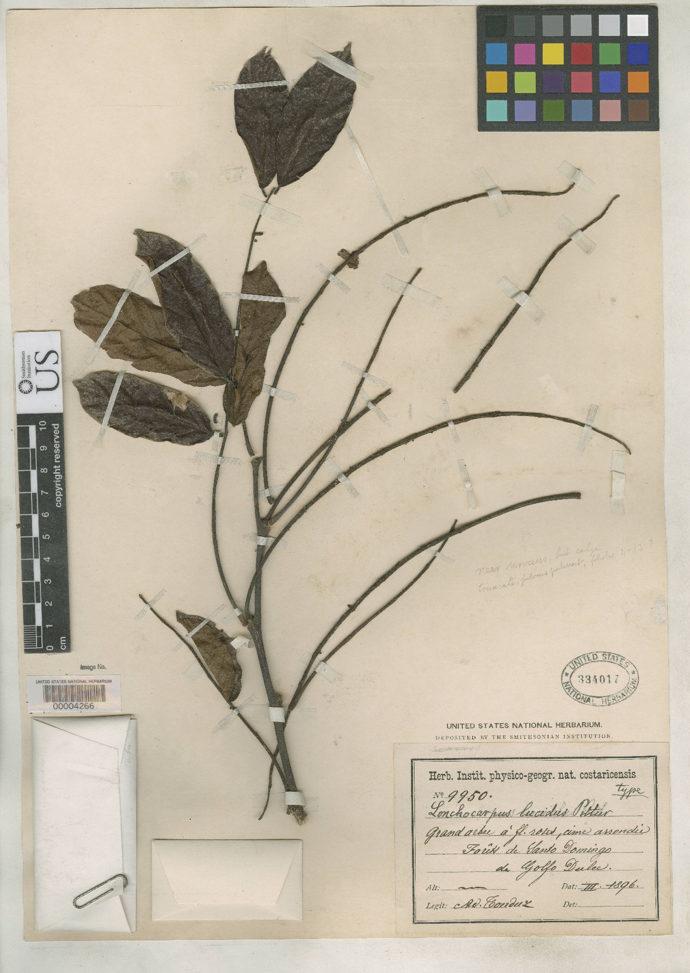 Lonchocarpus lucidus image
