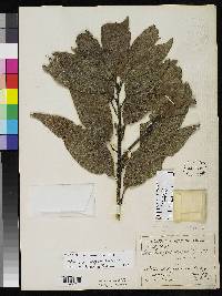 Quercus rapurahuensis image