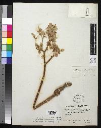 Image of Begonia compacticaulis