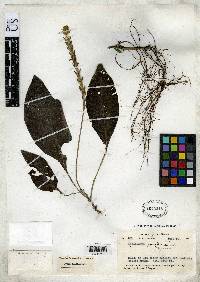 Aphelandra parviflora image