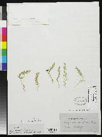 Image of Selaginella brevifolia