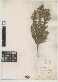 Baccharis caprariifolia image