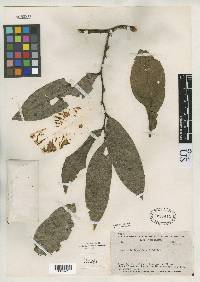 Guatteria lanceolata image