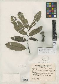 Image of Onychopetalum amazonicum