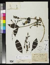 Fuchsia abrupta image