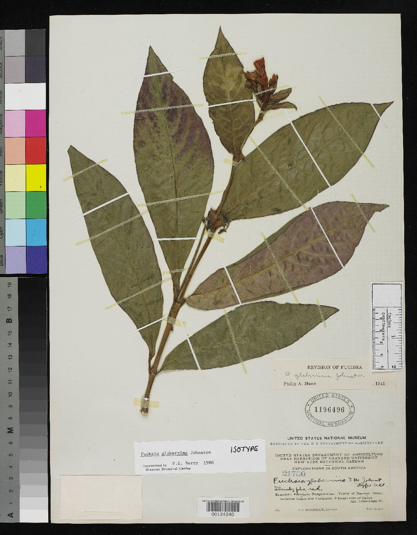Fuchsia glaberrima image