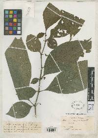 Solanum arboreum image