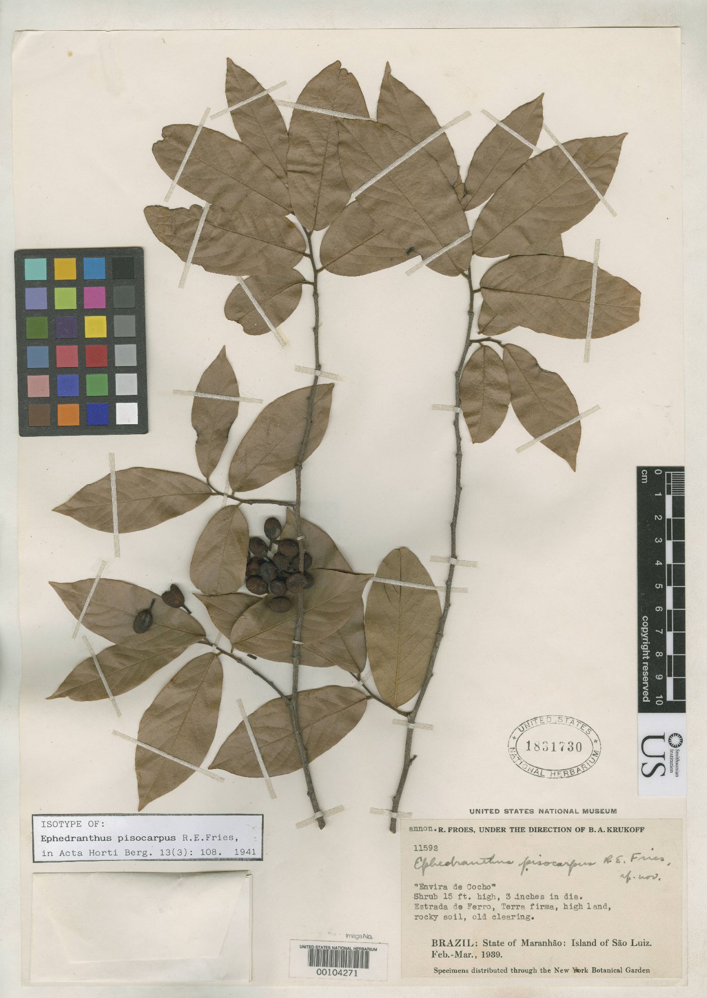 Ephedranthus pisocarpus image