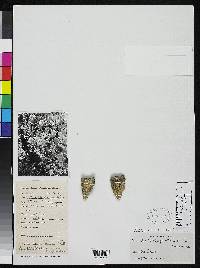 Image of Opuntia alko-tuna