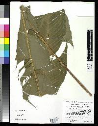 Heliconia maculata image