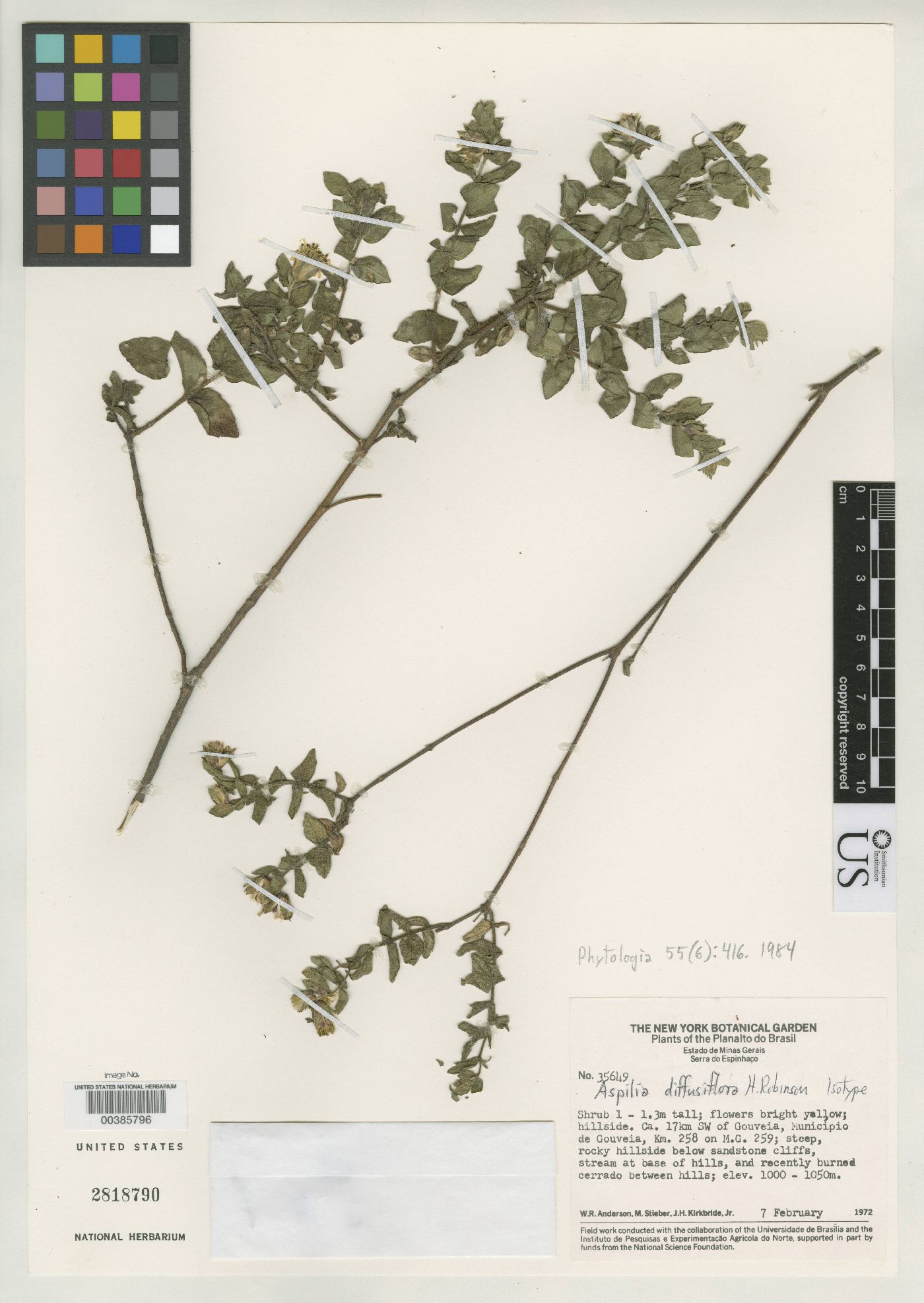 Wedelia diffusiflora image