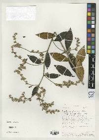 Image of Lepidaploa chinchipensis