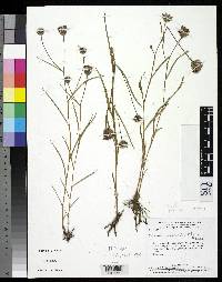 Image of Lessingianthus caiapoensis
