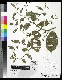 Image of Lessingianthus pseudopiptocarphus