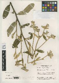 Lessingianthus souzae image