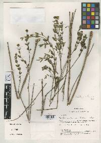 Image of Wedelia veadeirosensis