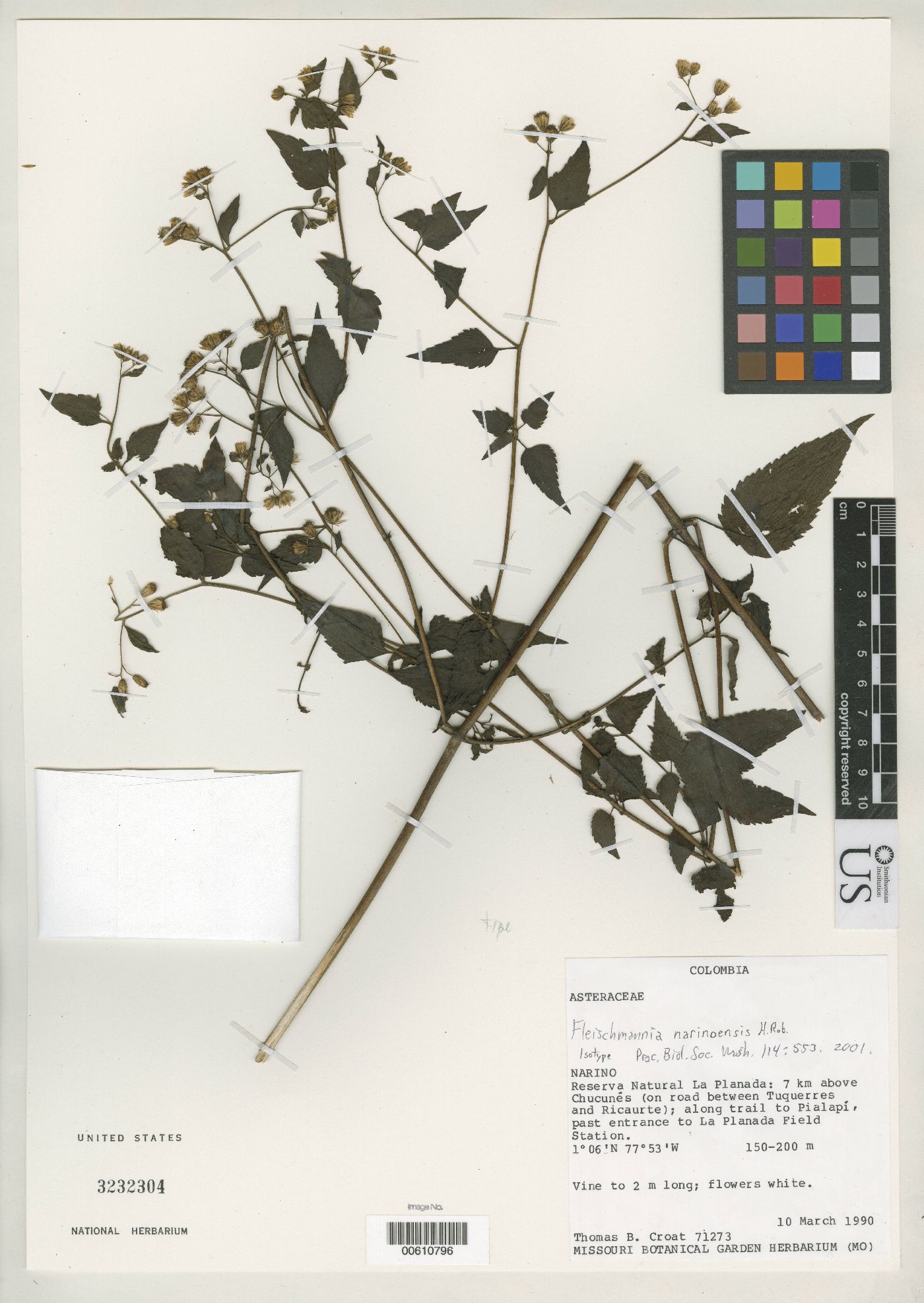 Fleischmannia narinoensis image