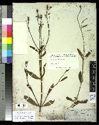 Image of Verbena litoralis